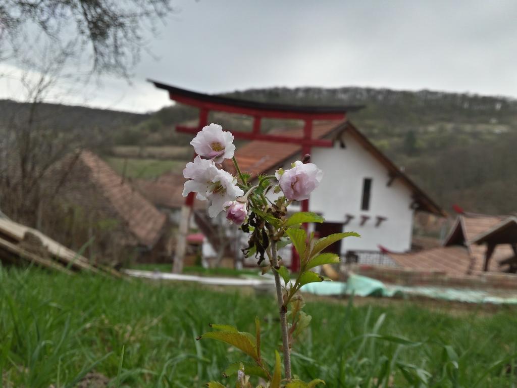 锡吉什瓦拉 Casa Lily - Japanese Retreat酒店 外观 照片