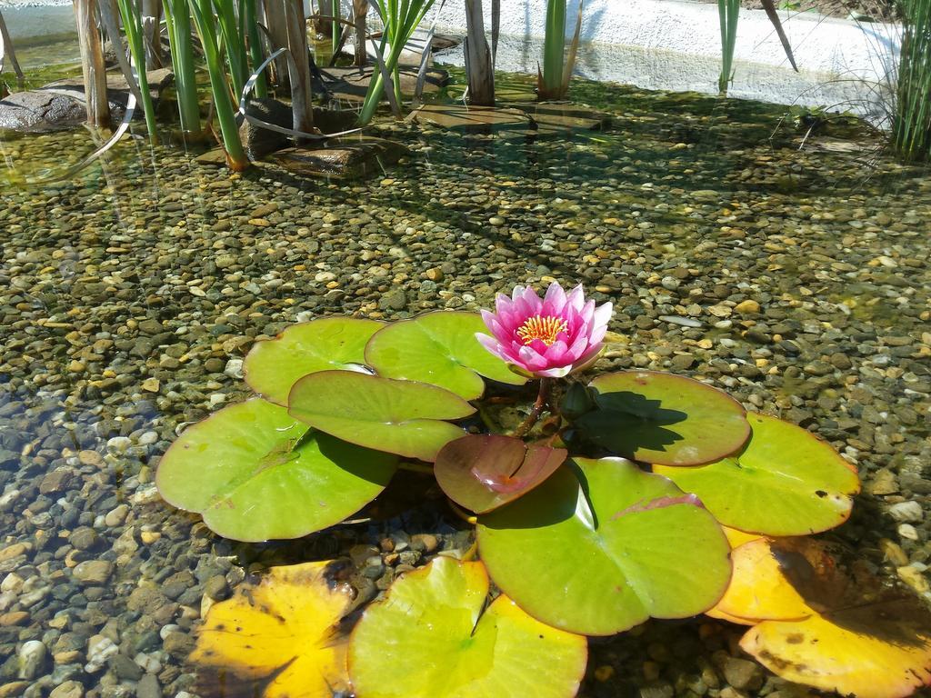 锡吉什瓦拉 Casa Lily - Japanese Retreat酒店 外观 照片