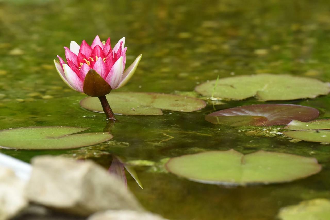 锡吉什瓦拉 Casa Lily - Japanese Retreat酒店 外观 照片