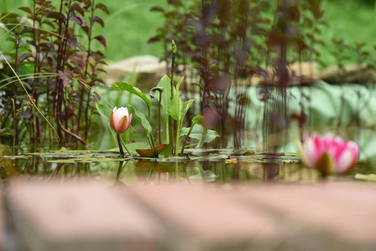 锡吉什瓦拉 Casa Lily - Japanese Retreat酒店 外观 照片